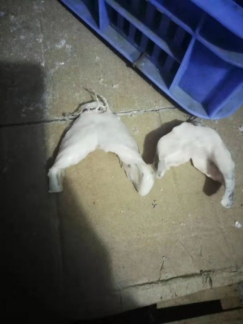 鱼唇