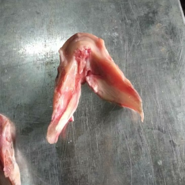 鱼唇