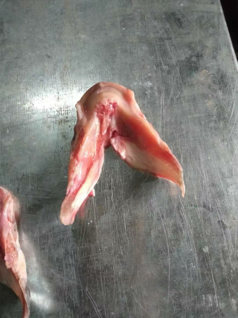 鱼唇