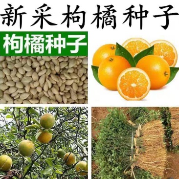 新采枸橘种子枸橘新种子枳壳种子机壳种子