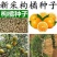 新采枸橘种子枸橘新种子枳壳种子机壳种子