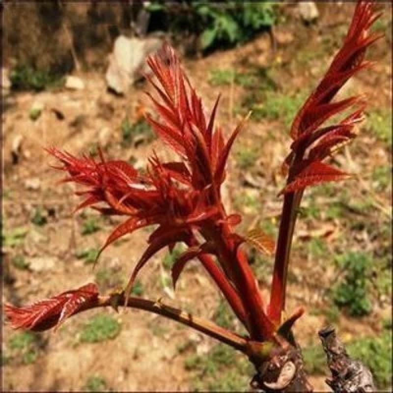 新采香椿种子香椿新种子发芽率高