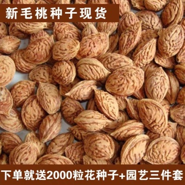毛桃种子新采毛桃种子毛桃新种子包发芽出芽率高