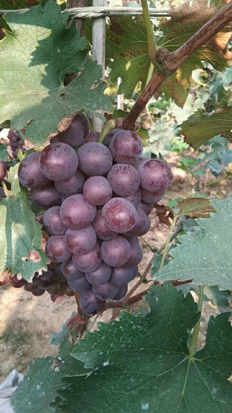 巨丰葡萄