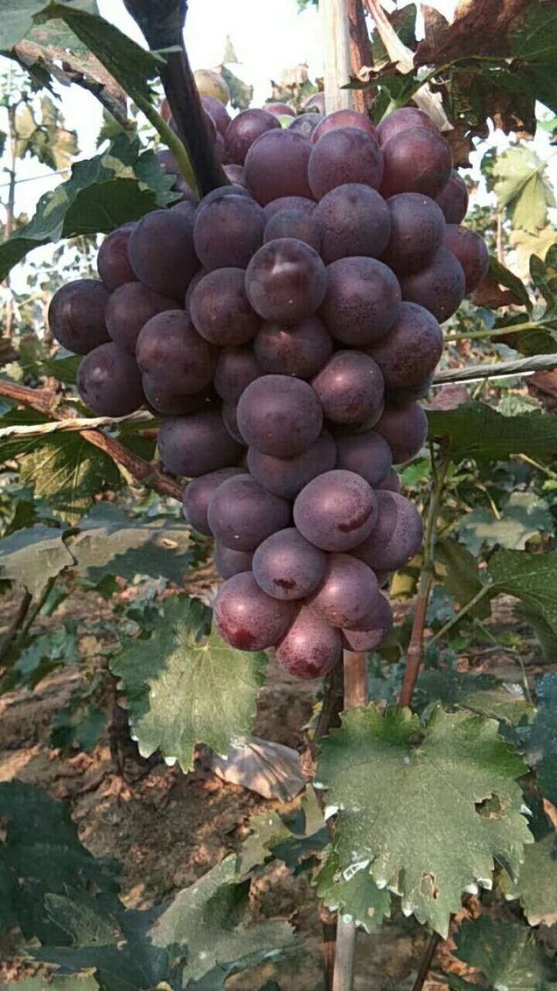 巨丰葡萄