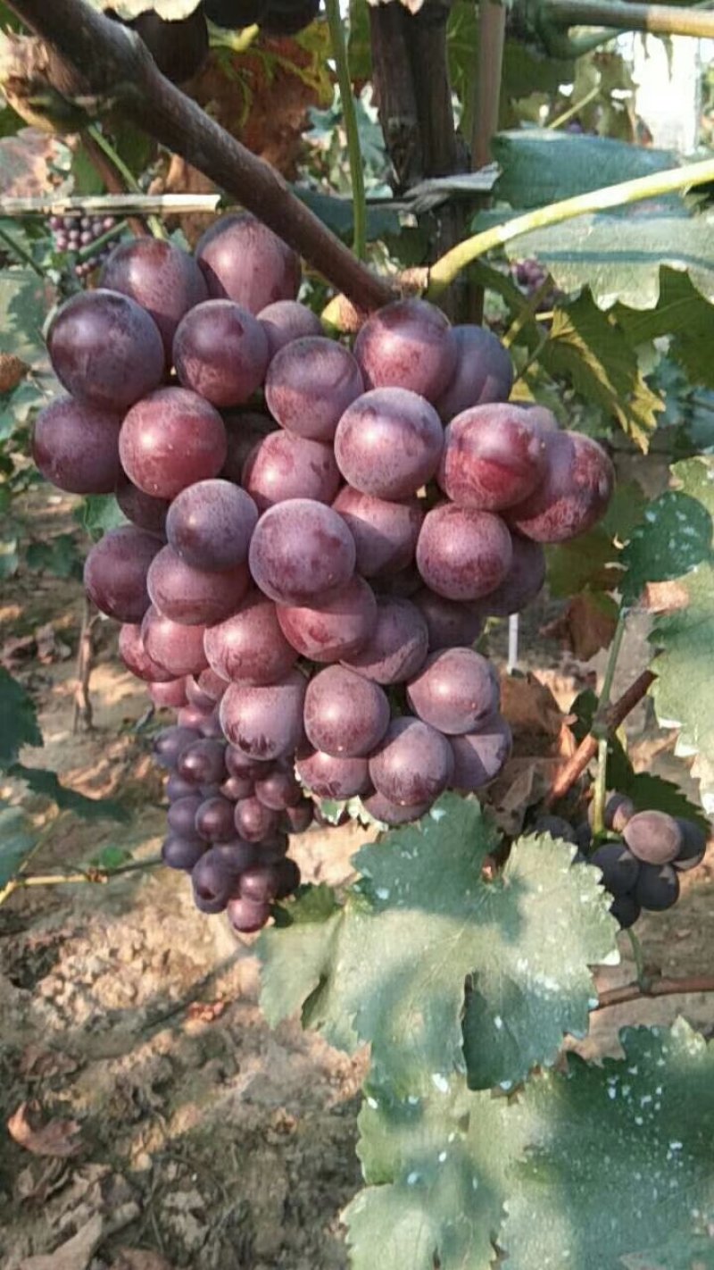 巨丰葡萄