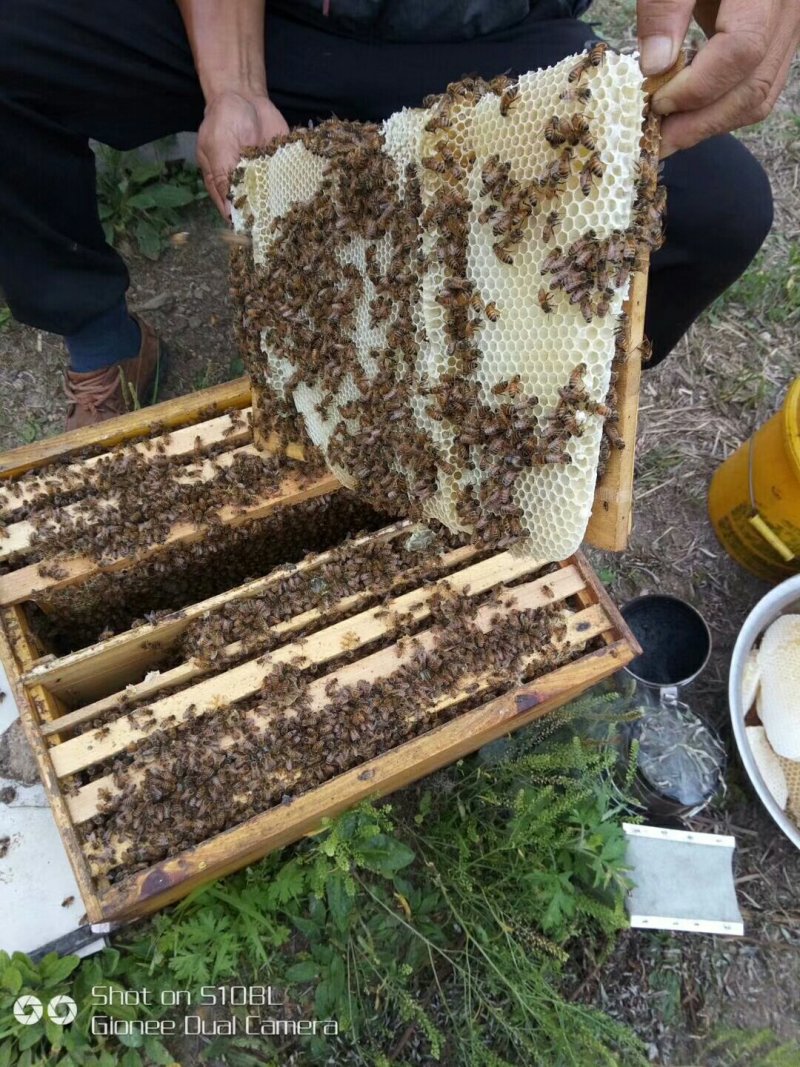 椴树蜜大量供应各种规格都有欢迎下单品尝支持电话洽谈