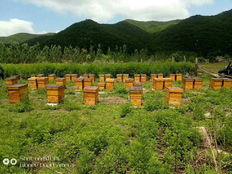 椴树蜜大量供应各种规格都有欢迎下单品尝支持电话洽谈