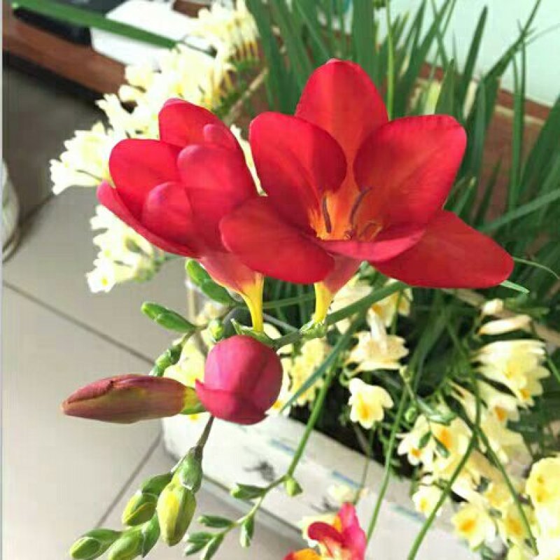 兰花进口香雪兰花期长颜色全欢迎选购