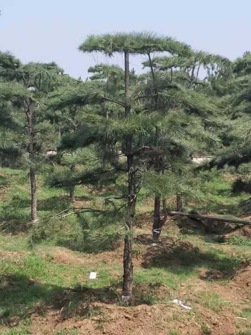 造型油松造型黑松