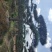 造型油松造型黑松