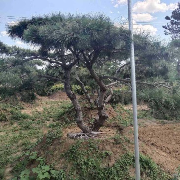 造型油松造型黑松