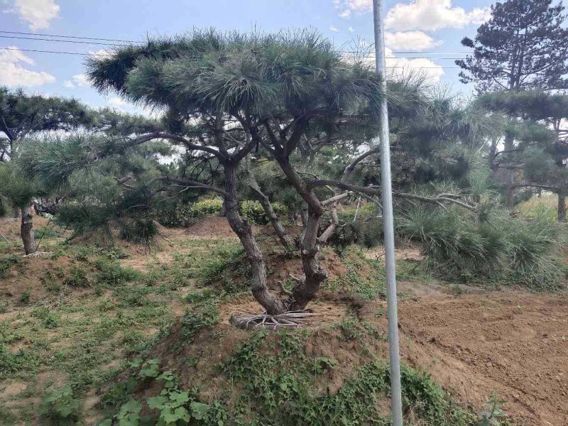 造型油松造型黑松