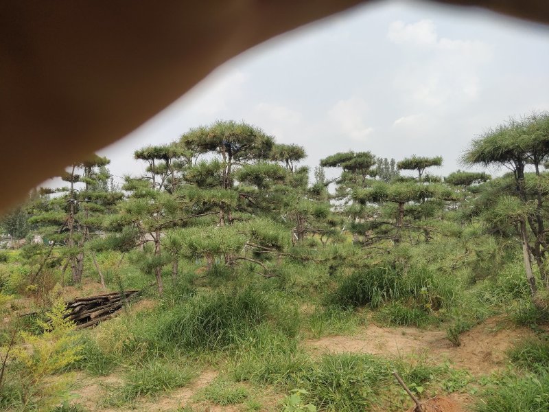 造型油松造型黑松