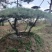 造型油松造型黑松
