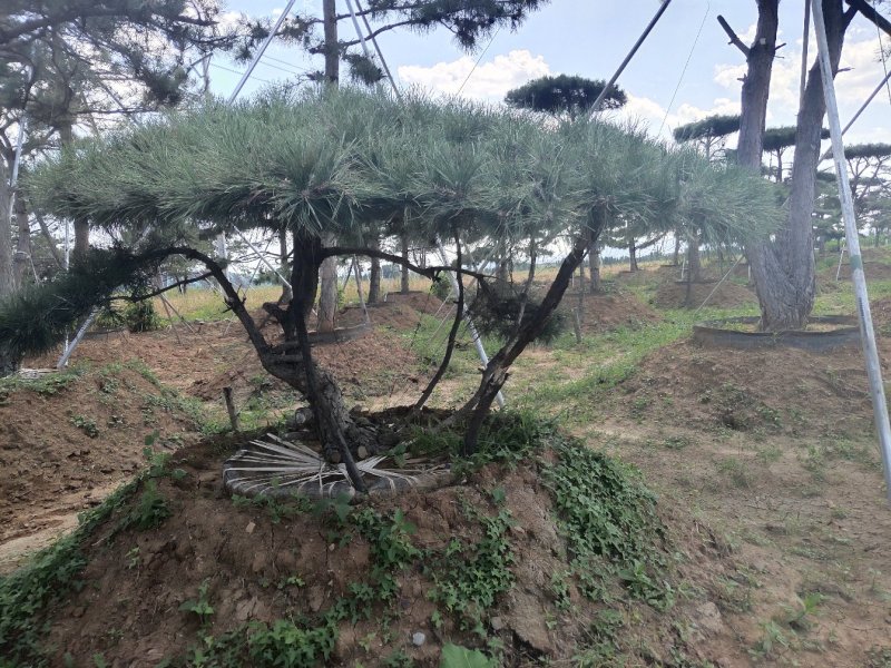 造型油松造型黑松