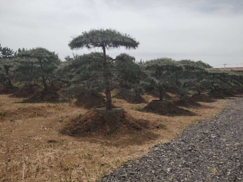 造型油松造型黑松