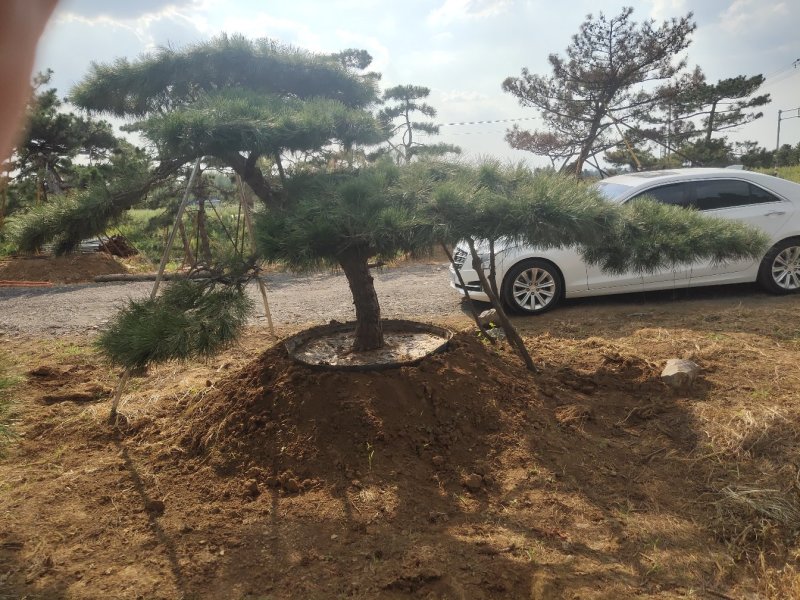 造型油松造型黑松