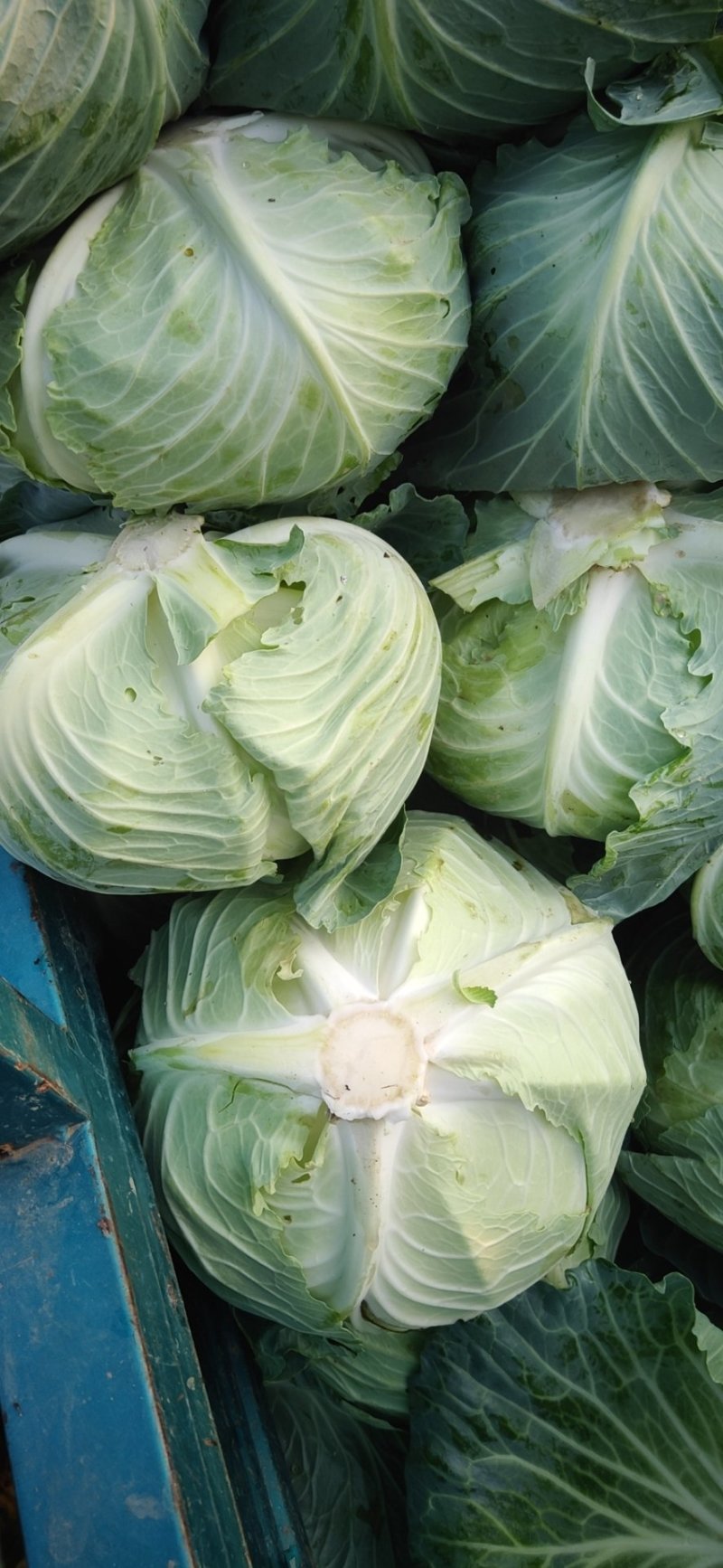 墨玉50包菜