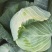 墨玉50包菜