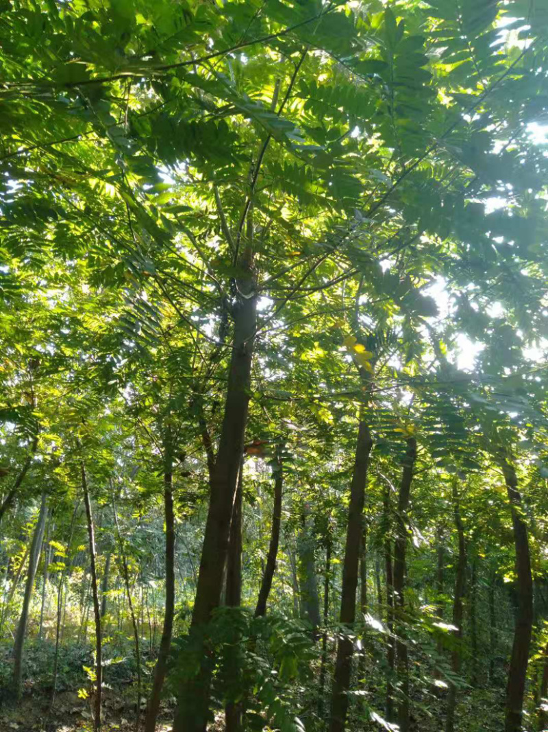 7～20公分枫杨枫杨基地批发价定杆发帽枫杨