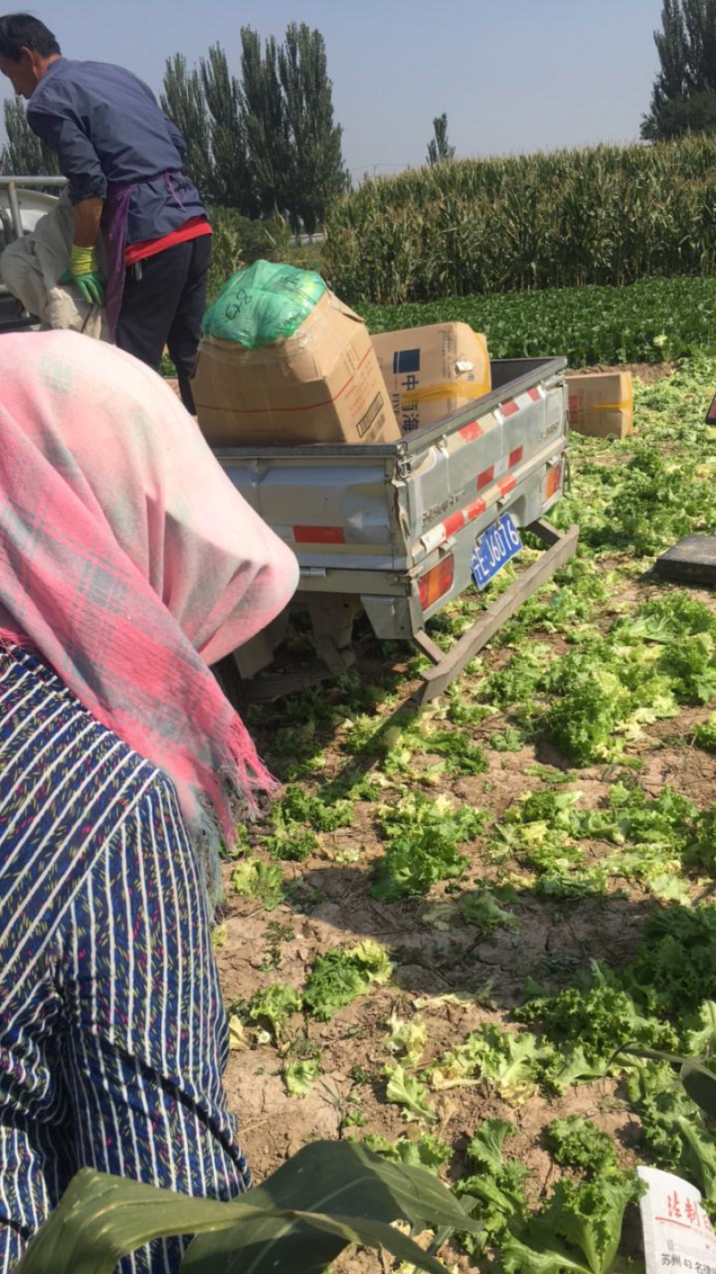 精品蔬菜