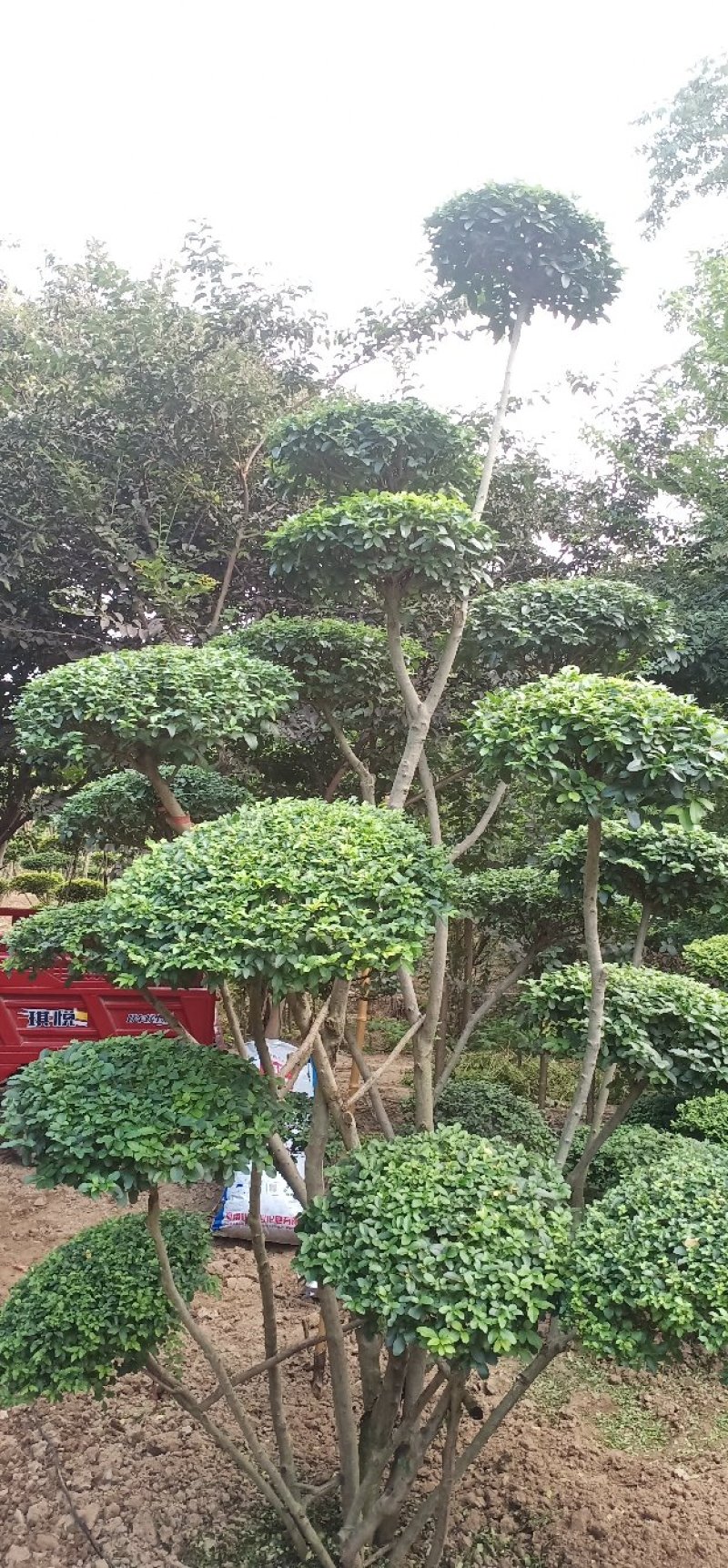 小叶女贞造型