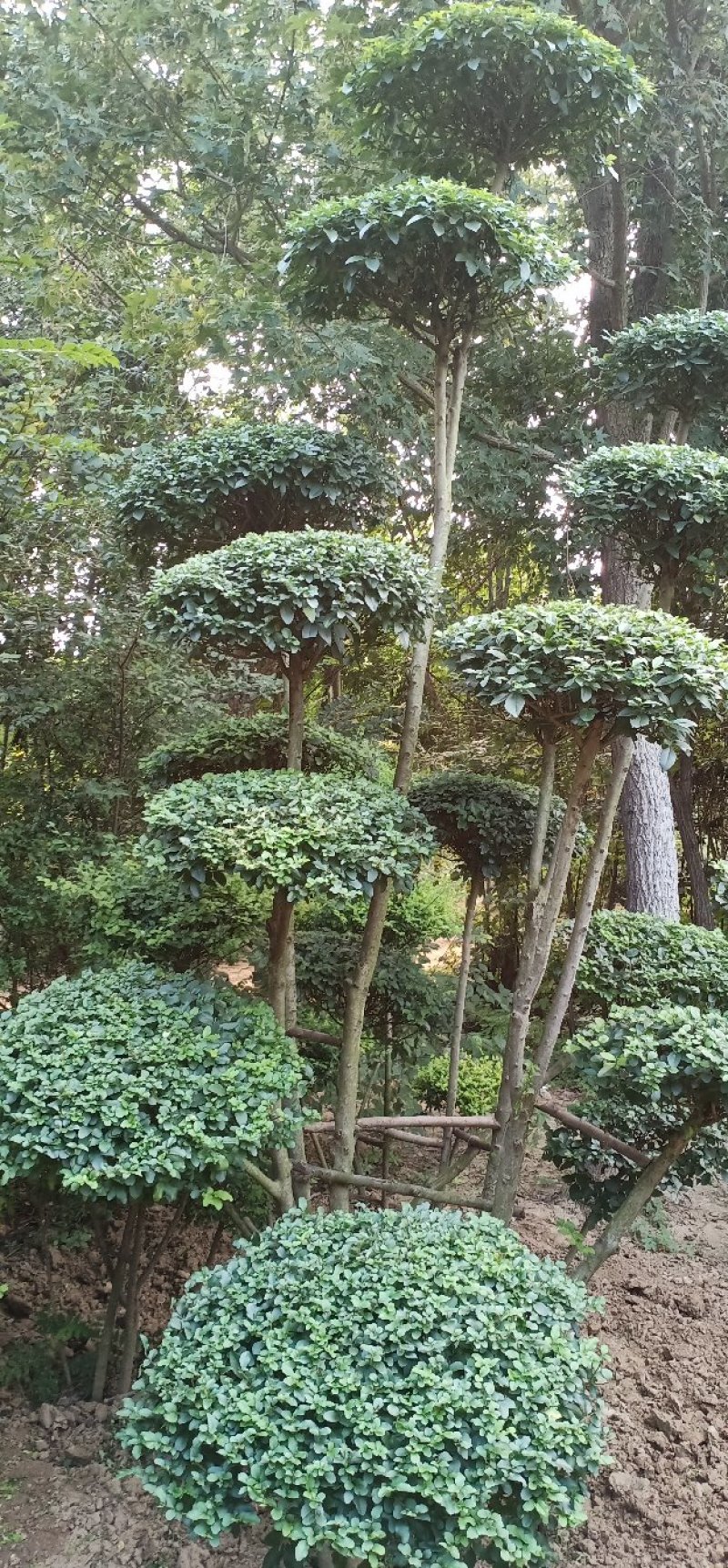 小叶女贞造型