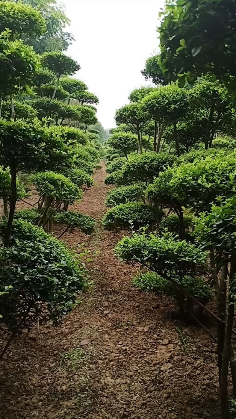 小叶女贞造型