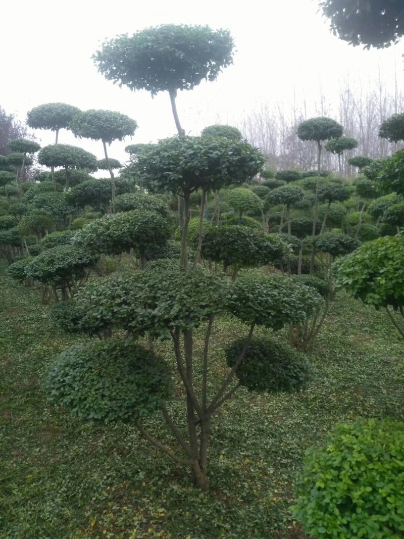 小叶女贞造型