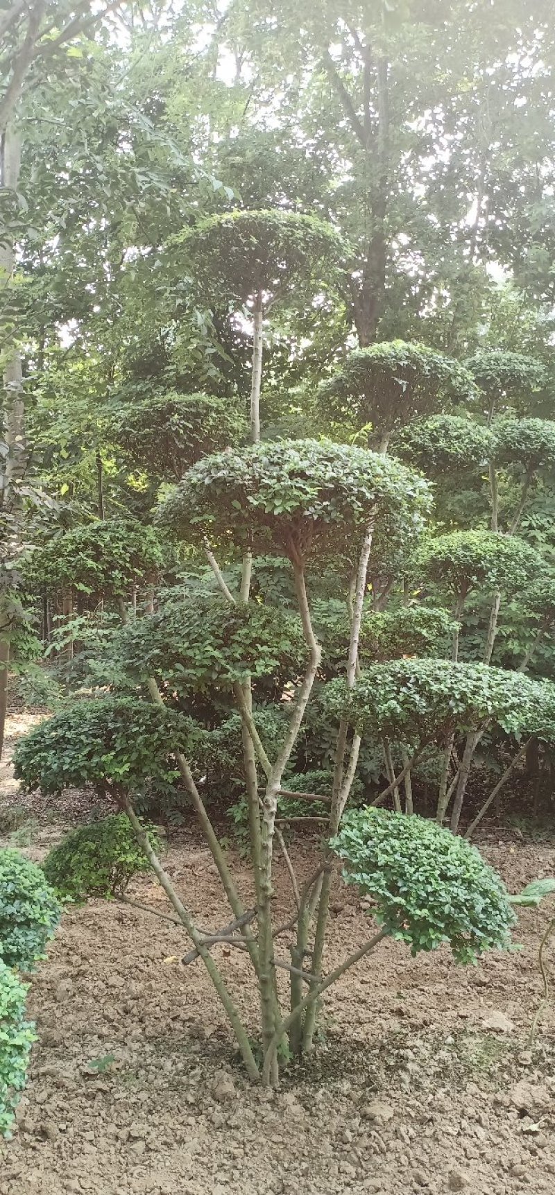 小叶女贞造型