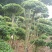 小叶女贞造型