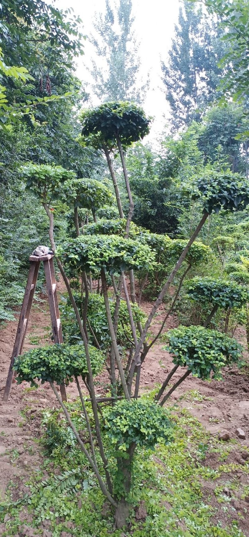 小叶女贞造型