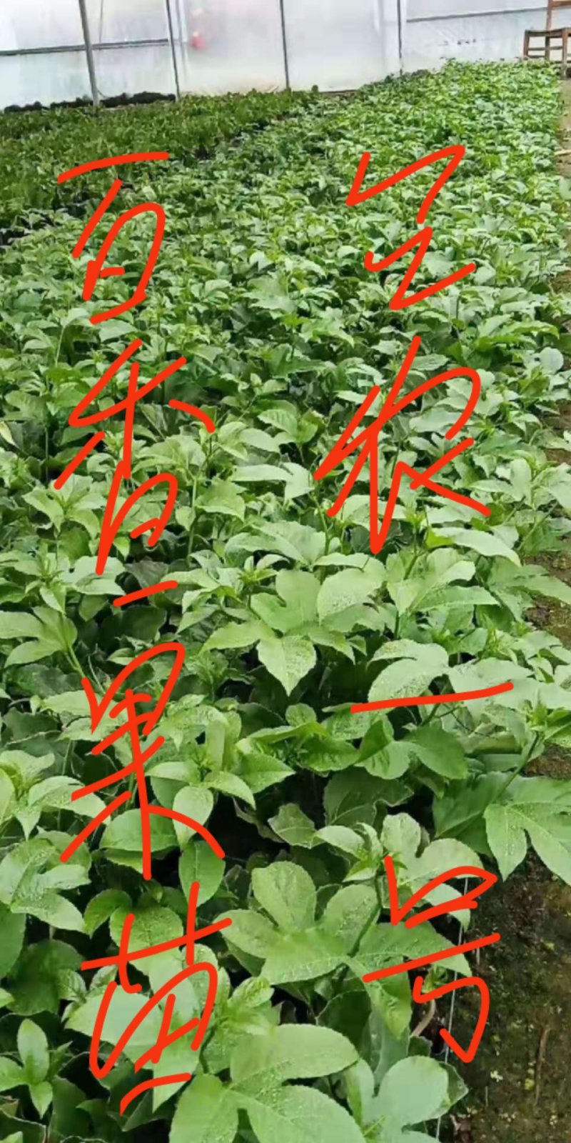 百香果苗台农一号，大量出苗，基地直发全国发货，量大从优