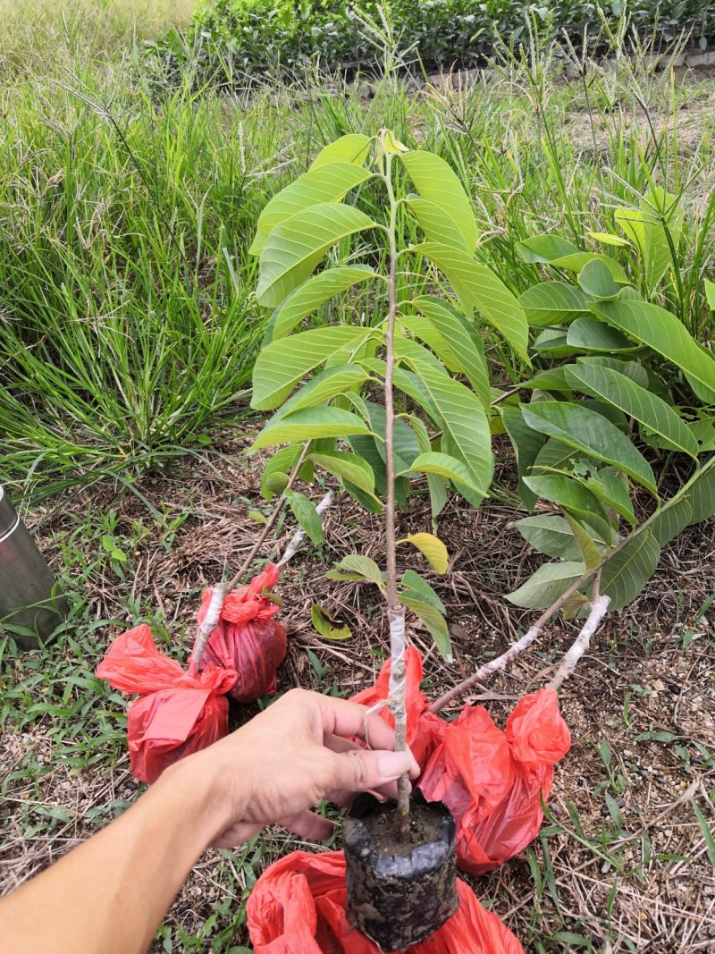 自家苗场凤梨释迦苗，番鬼荔枝苗，佛头果苗
