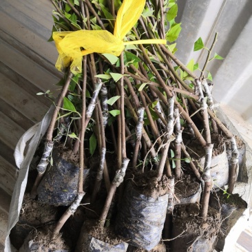 自家苗场凤梨释迦苗，番鬼荔枝苗，佛头果苗