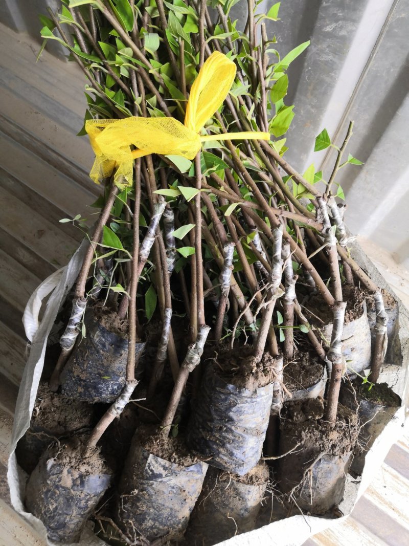 自家苗场凤梨释迦苗，番鬼荔枝苗，佛头果苗