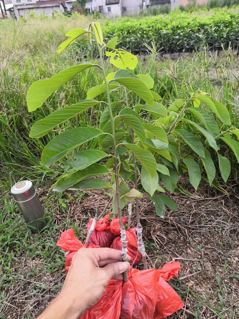 自家苗场凤梨释迦苗，番鬼荔枝苗，佛头果苗