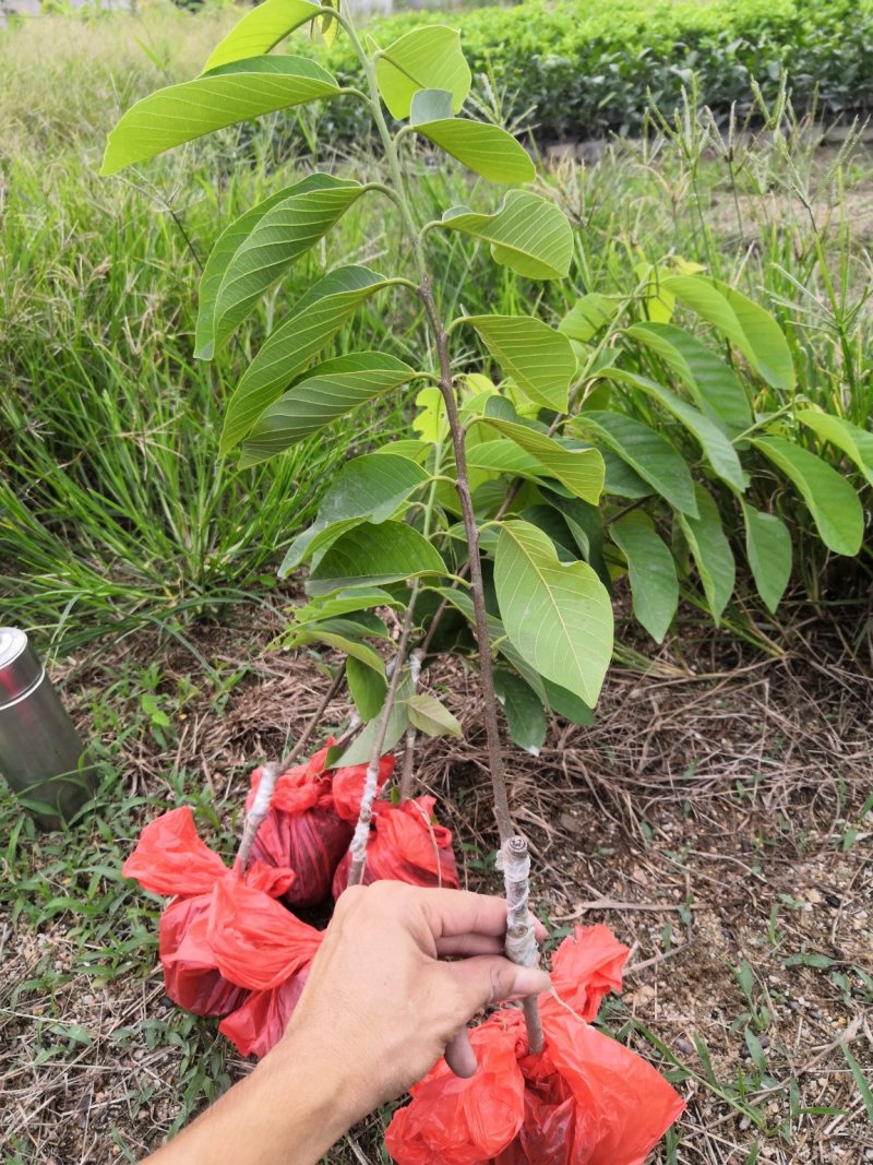 自家苗场凤梨释迦苗，番鬼荔枝苗，佛头果苗