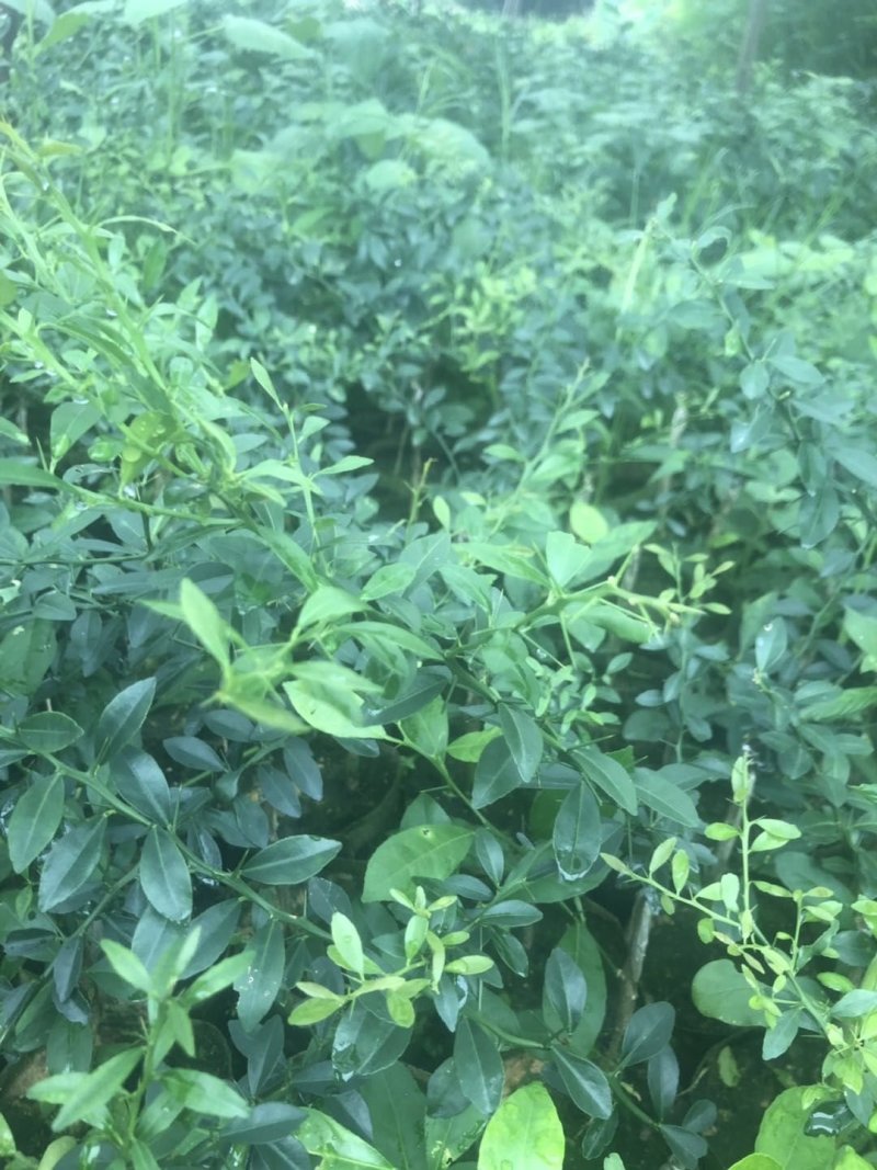 手指柠檬苗，各种颜色果肉的柠檬