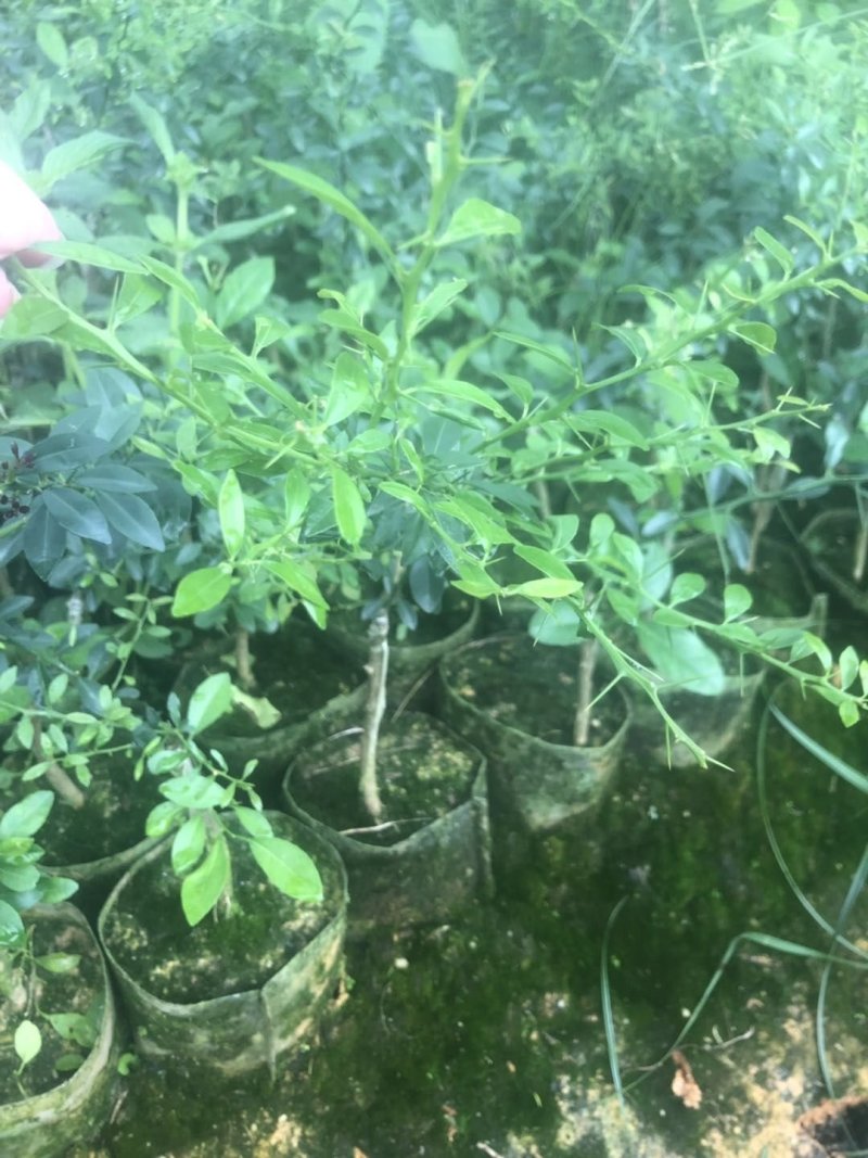 手指柠檬苗，各种颜色果肉的柠檬