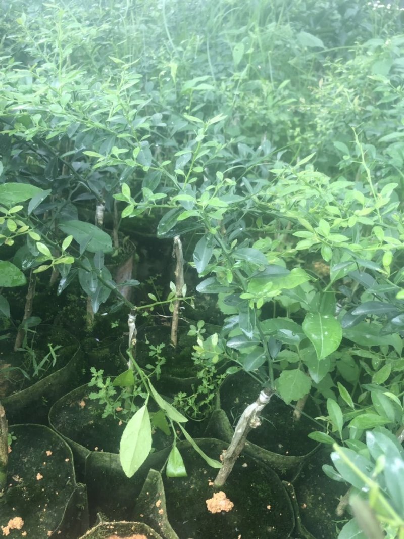 手指柠檬苗，各种颜色果肉的柠檬