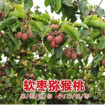 软枣猕猴桃树苗魁绿，龙城2号，红玉王巨人安娜现挖现发