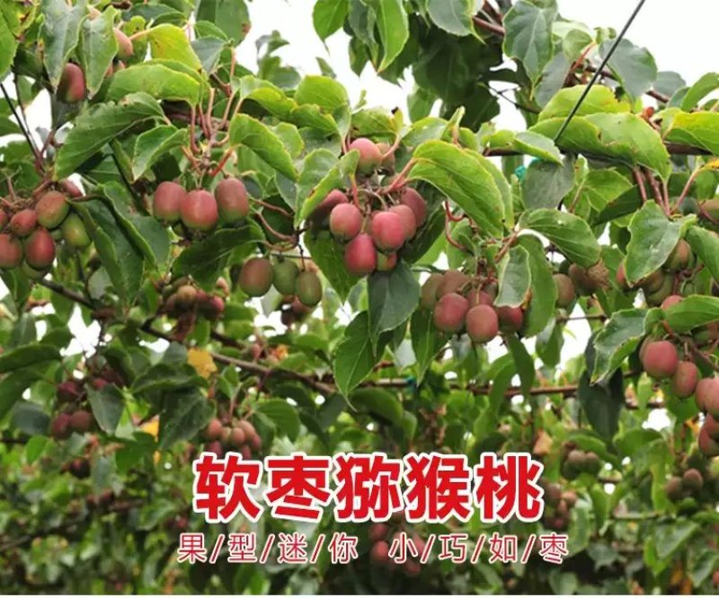 软枣猕猴桃树苗魁绿，龙城2号，红玉王巨人安娜现挖现发