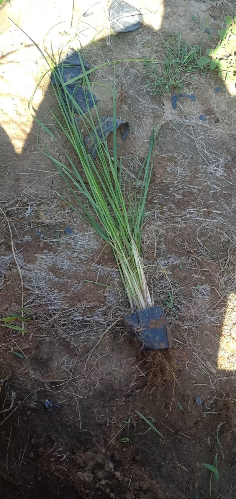 狼尾草