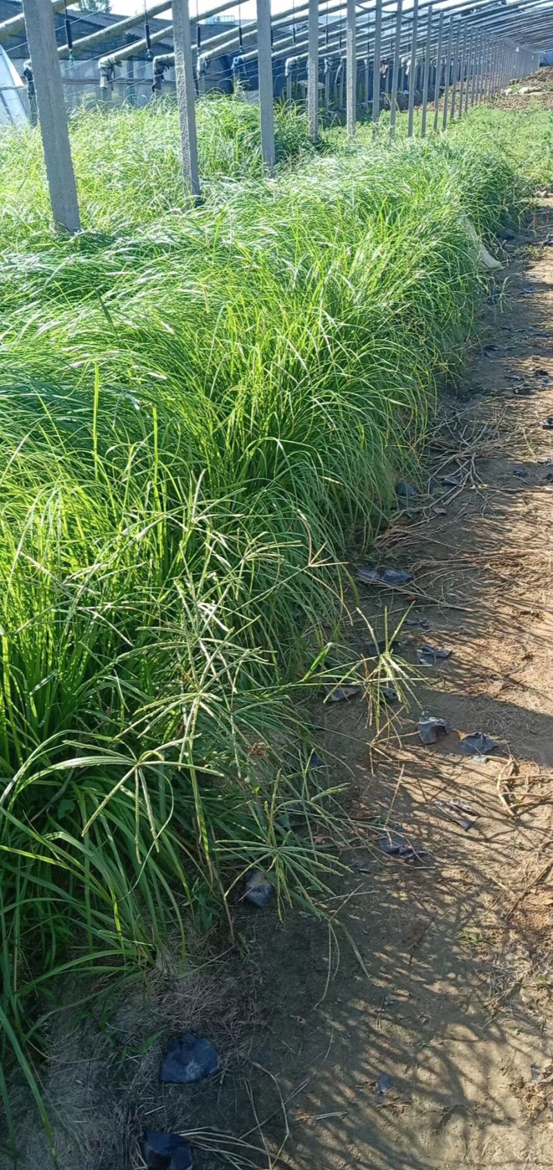 狼尾草