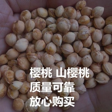 水果种子樱桃种子山樱桃种子四季播种庭院阳台花卉盆栽花