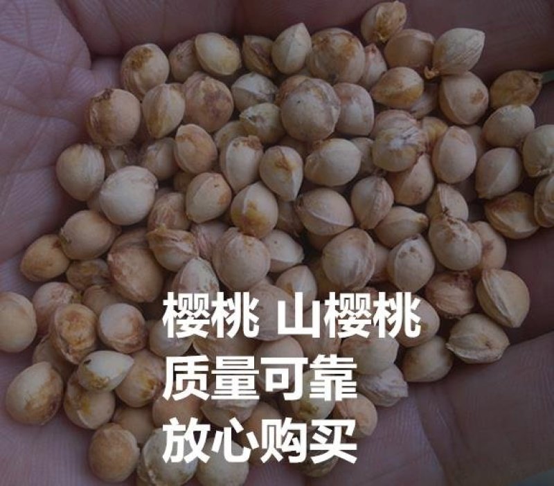 水果种子樱桃种子山樱桃种子四季播种庭院阳台花卉盆栽花