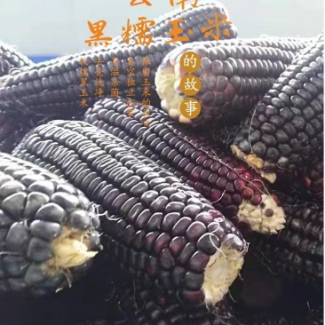 云南特产早餐黑糯玉米