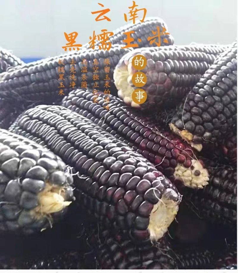 云南特产早餐黑糯玉米